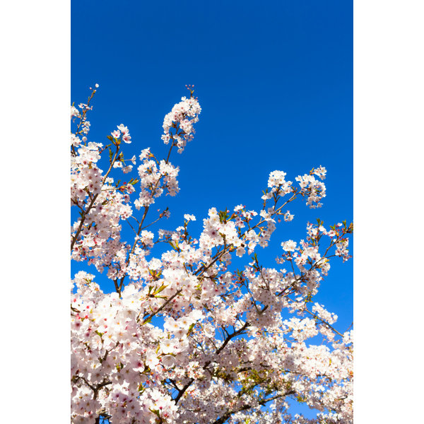 Ebern Designs Cherry Blossom On Canvas Print Wayfair